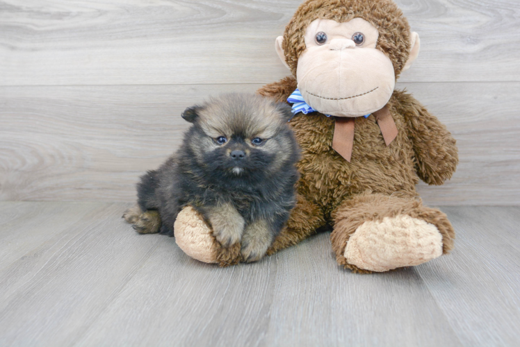 Sweet Pomeranian Purebred Puppy