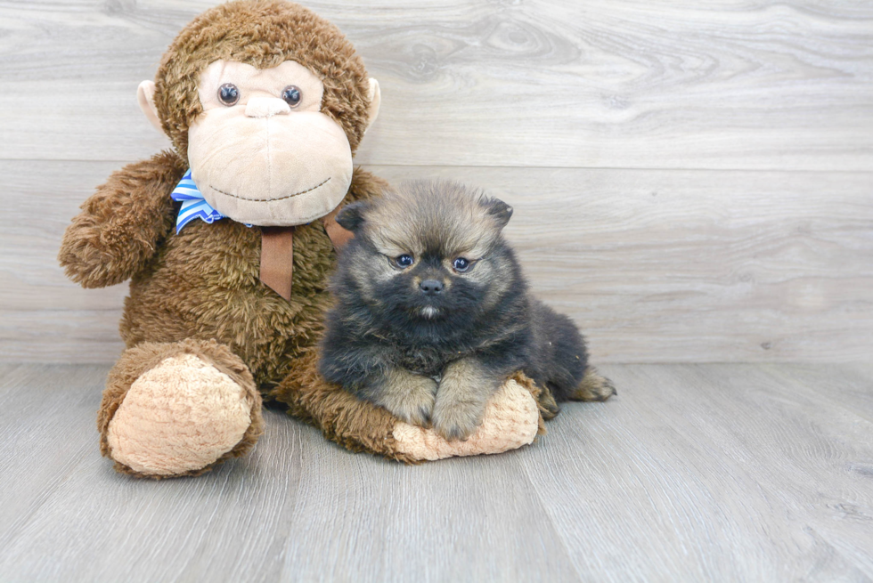 Pomeranian Puppy for Adoption