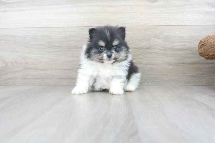 Cute Pomeranian Purebred Pup