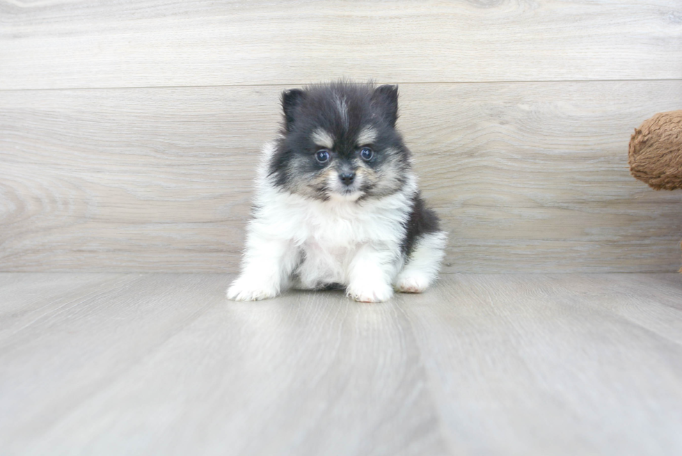 Cute Pomeranian Purebred Pup