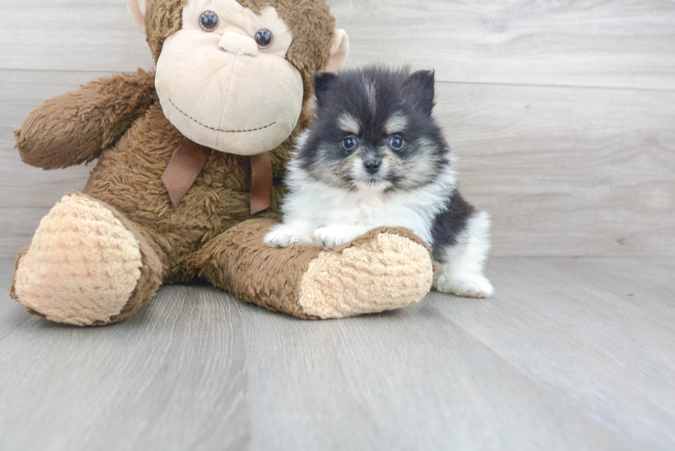 Best Pomeranian Baby