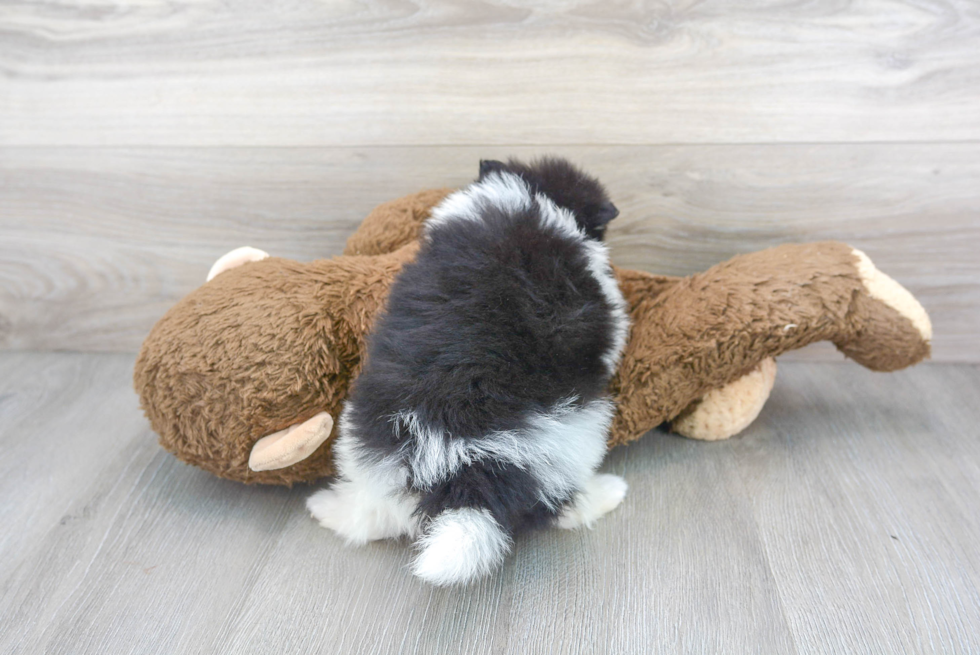 Best Pomeranian Baby