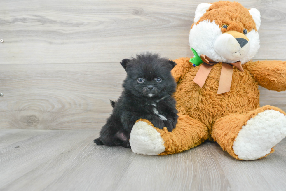 Pomeranian Puppy for Adoption