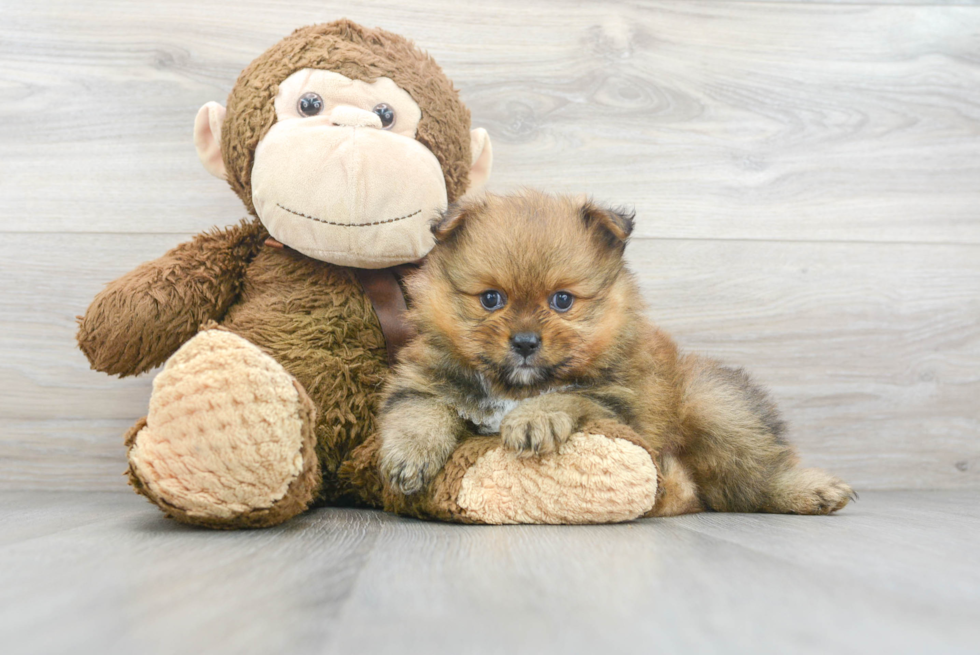 Best Pomeranian Baby