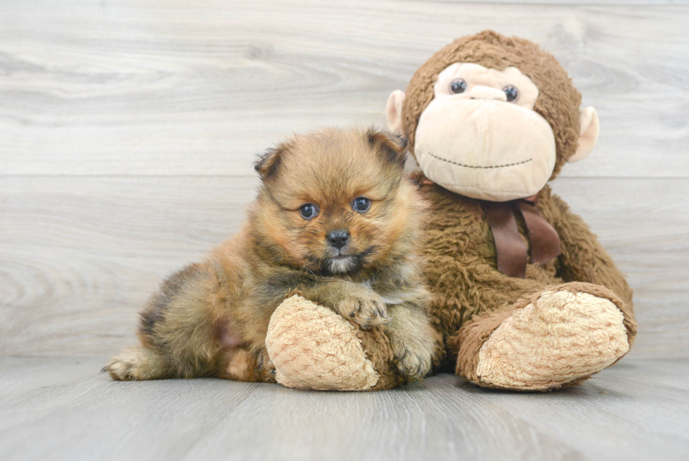 Cute Pomeranian Purebred Puppy