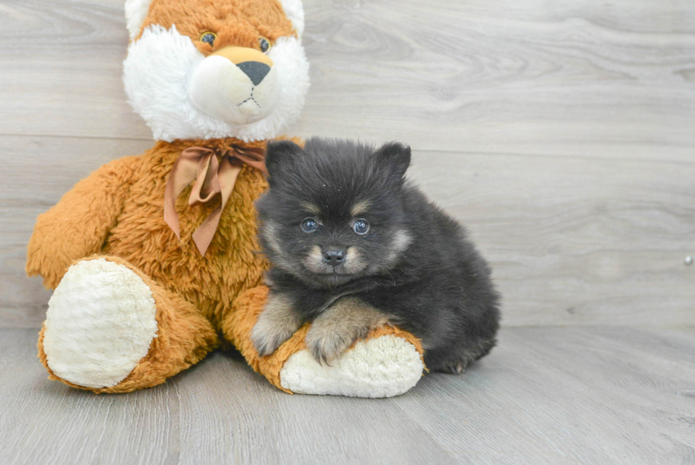 Hypoallergenic Pomeranian Purebred Pup