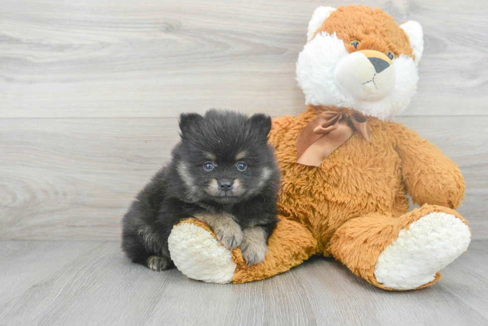 Hypoallergenic Pomeranian Baby