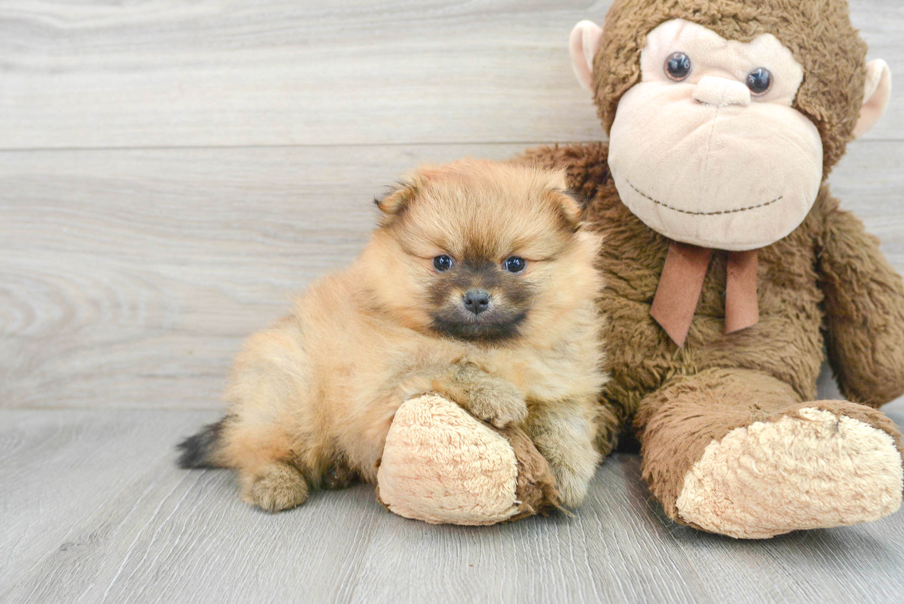 Smart Pomeranian Purebred Puppy