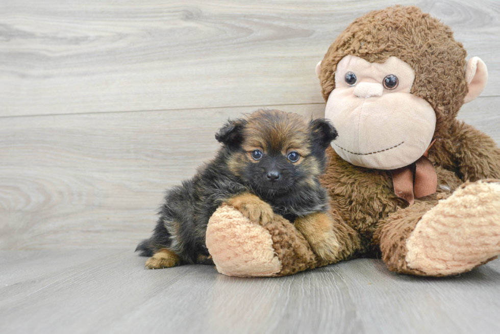 Popular Pomeranian Purebred Pup