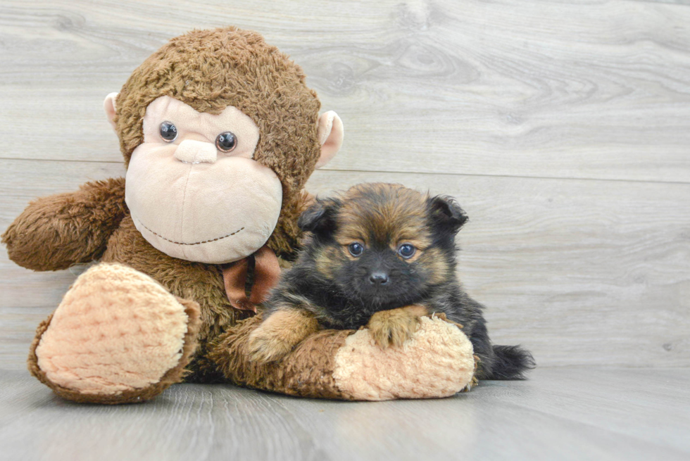 Hypoallergenic Pomeranian Purebred Pup