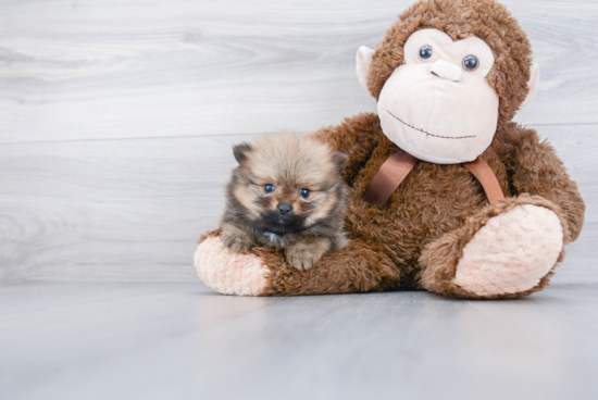 Little Pomeranian Purebred Pup