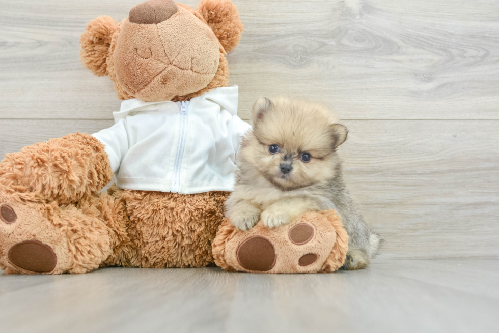 Little Pomeranian Purebred Pup