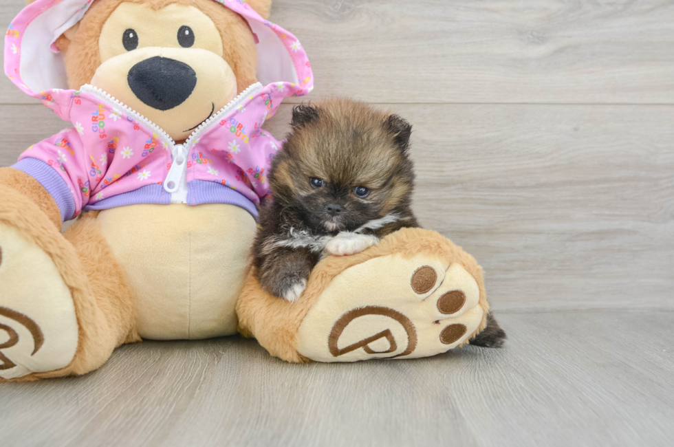 6 week old Pomeranian Puppy For Sale - Premier Pups