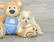 5 week old Pomeranian Puppy For Sale - Premier Pups