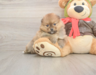 7 week old Pomeranian Puppy For Sale - Premier Pups