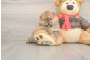 Pomeranian Puppy for Adoption