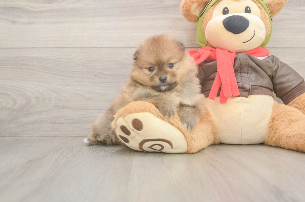 5 week old Pomeranian Puppy For Sale - Premier Pups