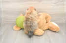 Best Pomeranian Baby