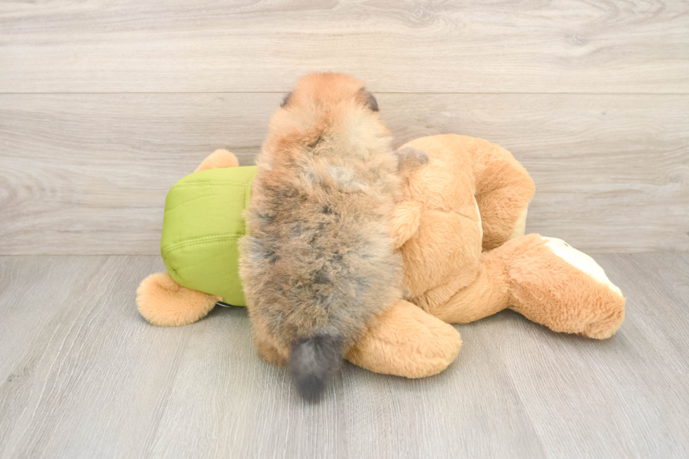 Best Pomeranian Baby