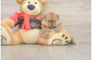 Adorable Loulou Purebred Puppy