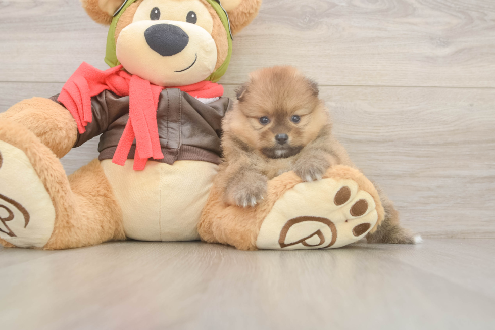 Adorable Loulou Purebred Puppy