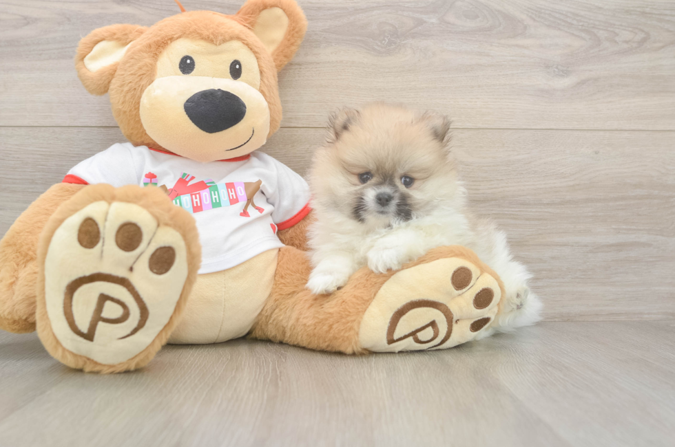 5 week old Pomeranian Puppy For Sale - Premier Pups