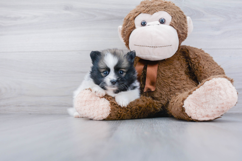 Cute Pomeranian Purebred Puppy