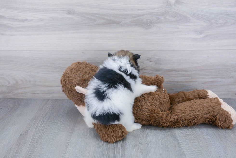 Playful Pomeranian Purebred Pup