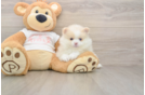 Pomeranian Pup Being Cute