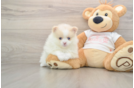 Pomeranian Pup Being Cute
