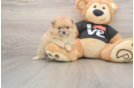Hypoallergenic Pomeranian Baby