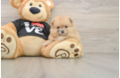 Small Pomeranian Baby