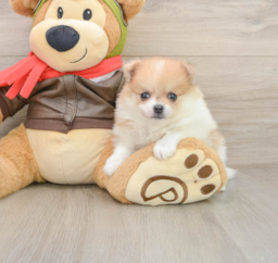 5 week old Pomeranian Puppy For Sale - Premier Pups