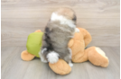 Pomeranian Puppy for Adoption
