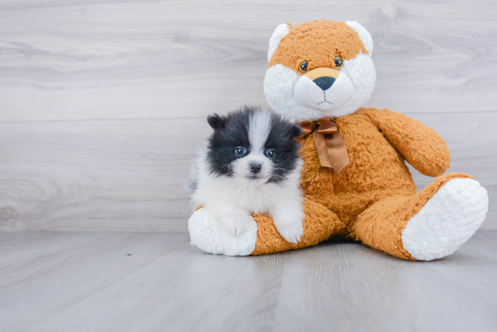 Pomeranian Pup Being Cute