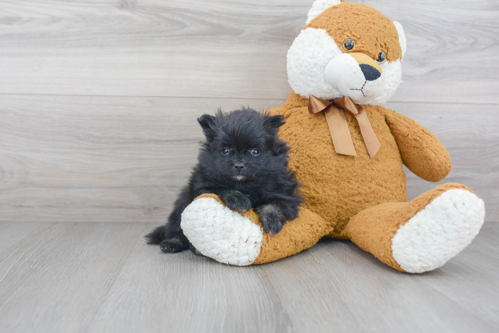 Cute Pomeranian Purebred Puppy