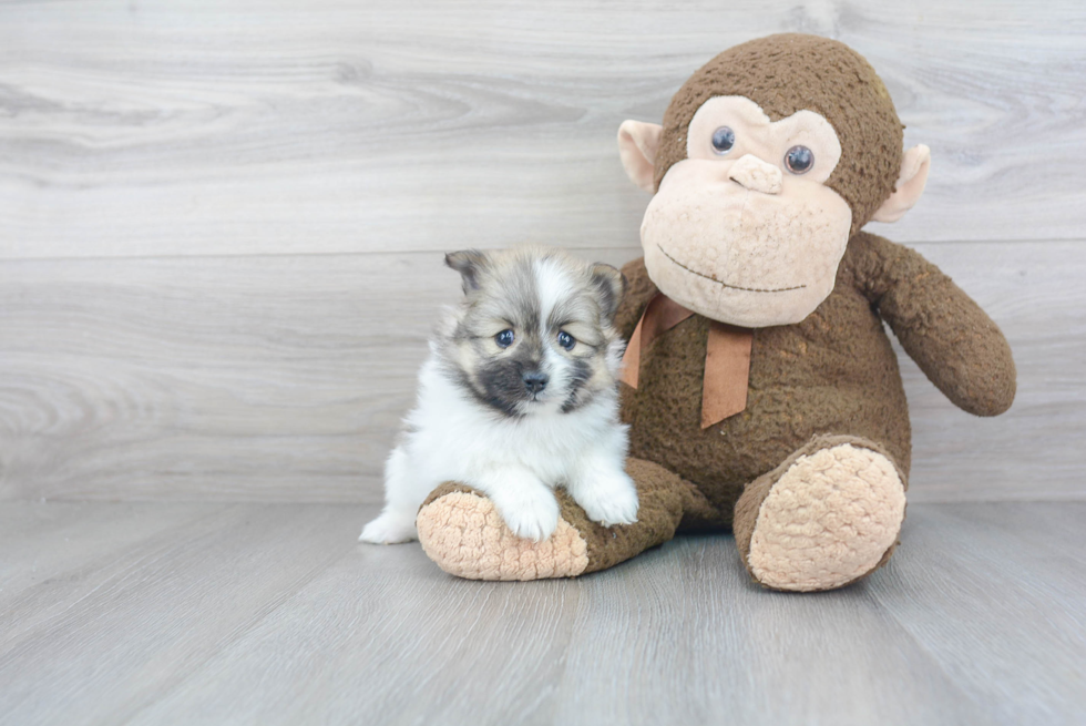 Happy Pomeranian Purebred Puppy