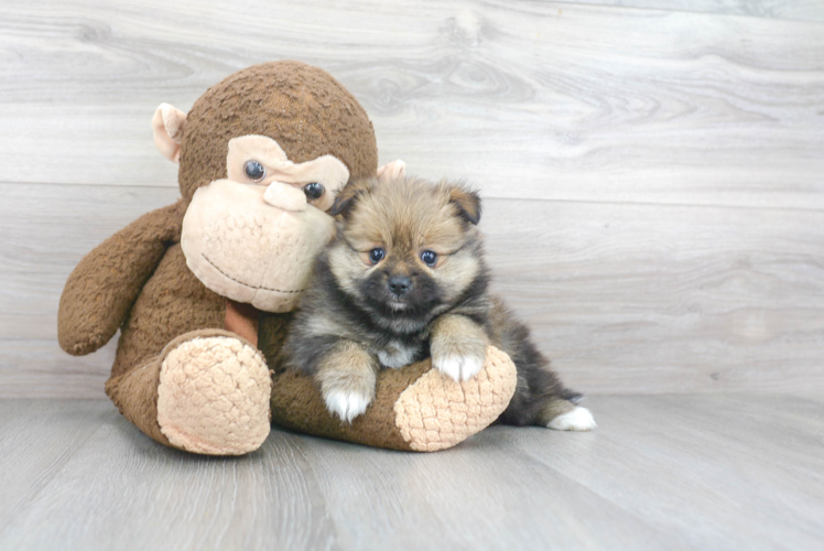 Friendly Pomeranian Baby