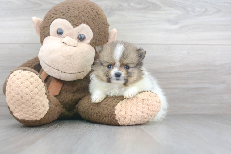 Petite Pomeranian Purebred Puppy