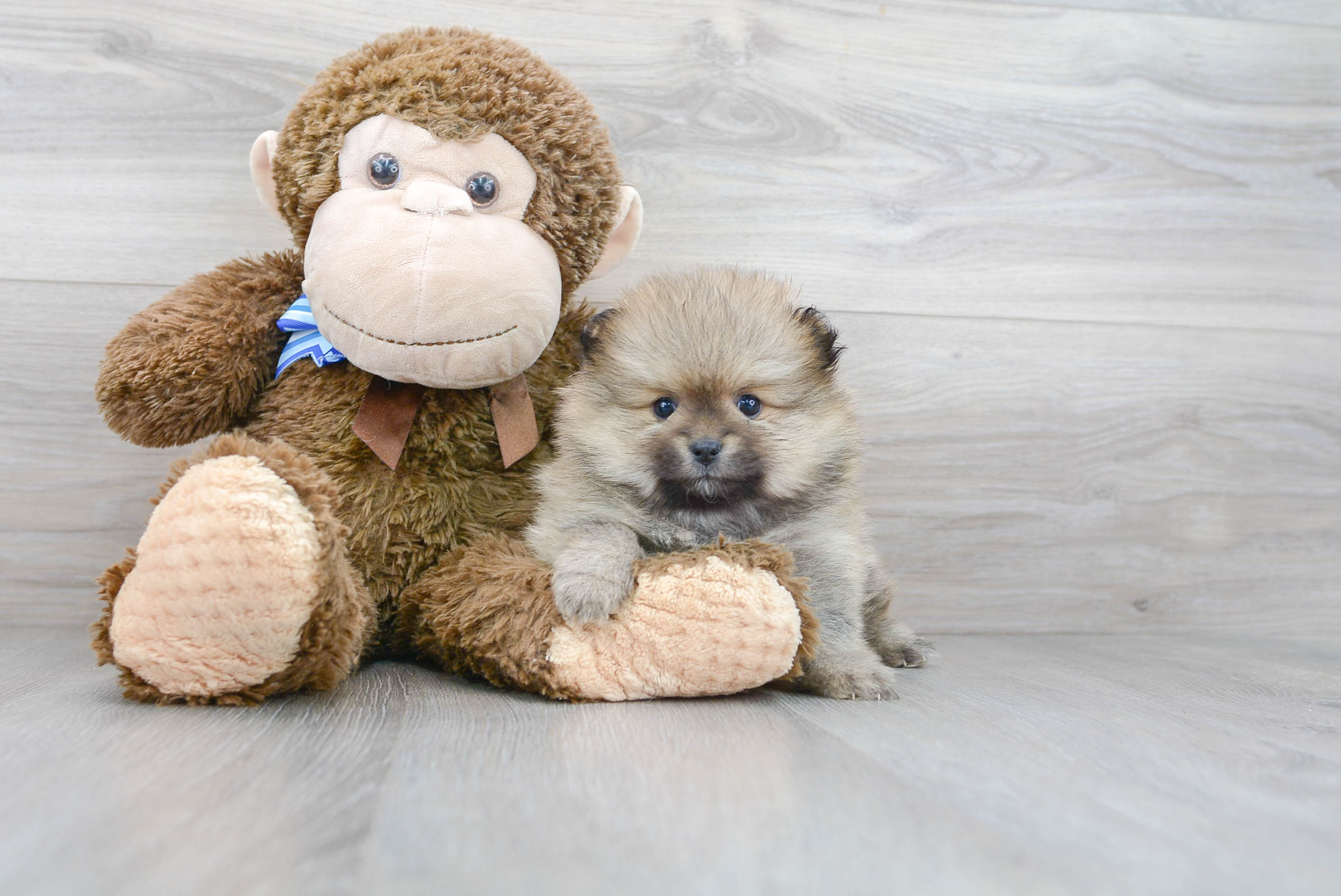 Funny Pomeranian Purebred Pup