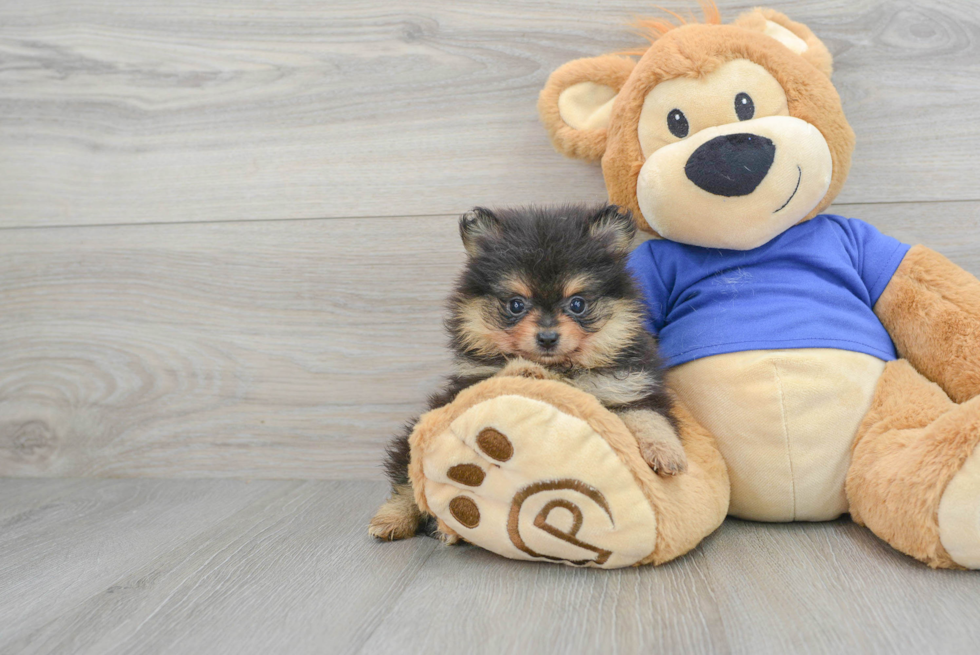 Pomeranian Pup Being Cute