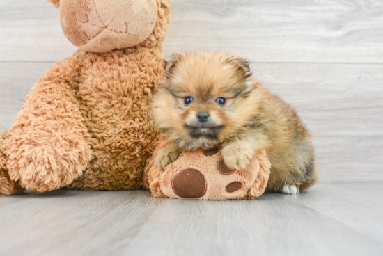 Cute Pomeranian Purebred Puppy