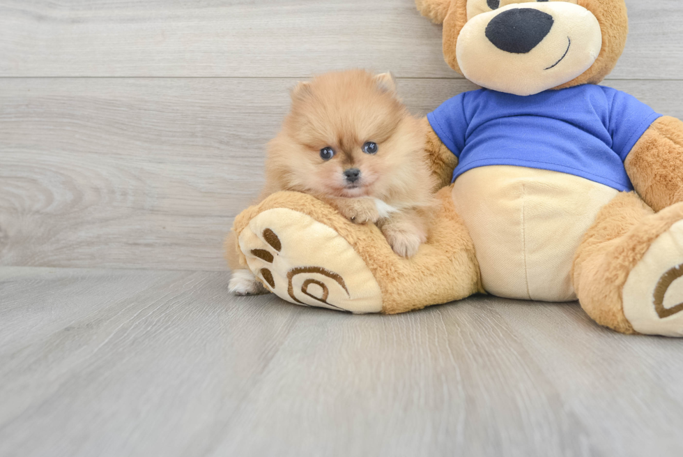 Funny Pomeranian Purebred Pup