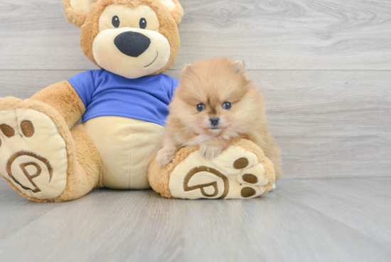 Pomeranian Puppy for Adoption