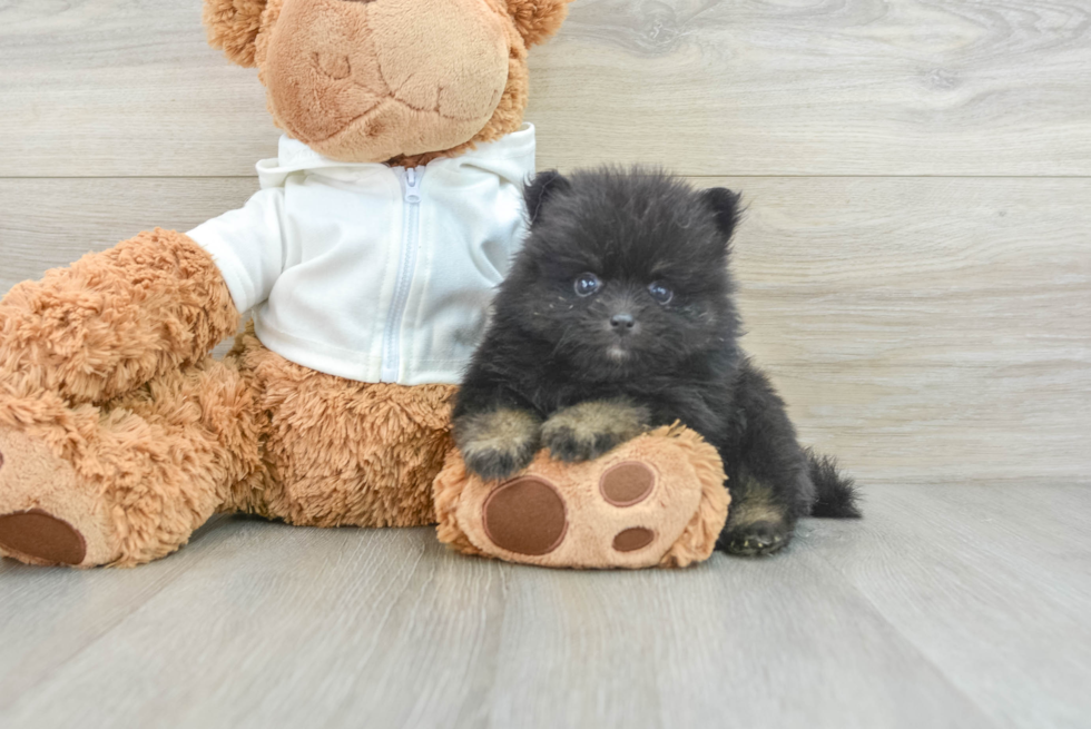 Pomeranian Puppy for Adoption