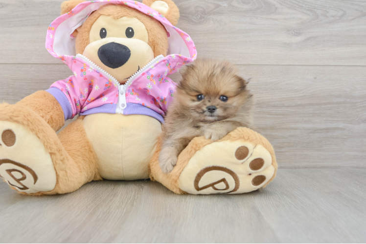 Playful Pomeranian Baby