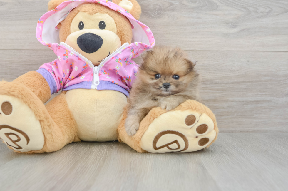 6 week old Pomeranian Puppy For Sale - Premier Pups