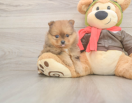 8 week old Pomeranian Puppy For Sale - Premier Pups