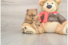 Small Pomeranian Purebred Pup