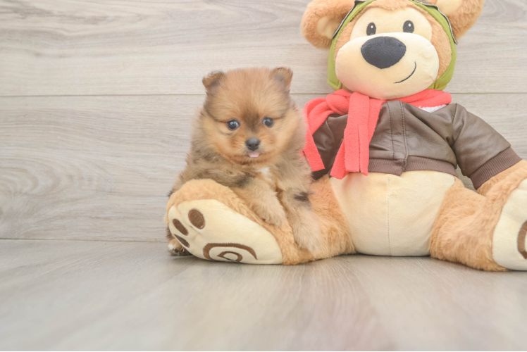 Meet Ariana - our Pomeranian Puppy Photo  1/3 - Premier Pups Small Pomeranian Purebred Pup